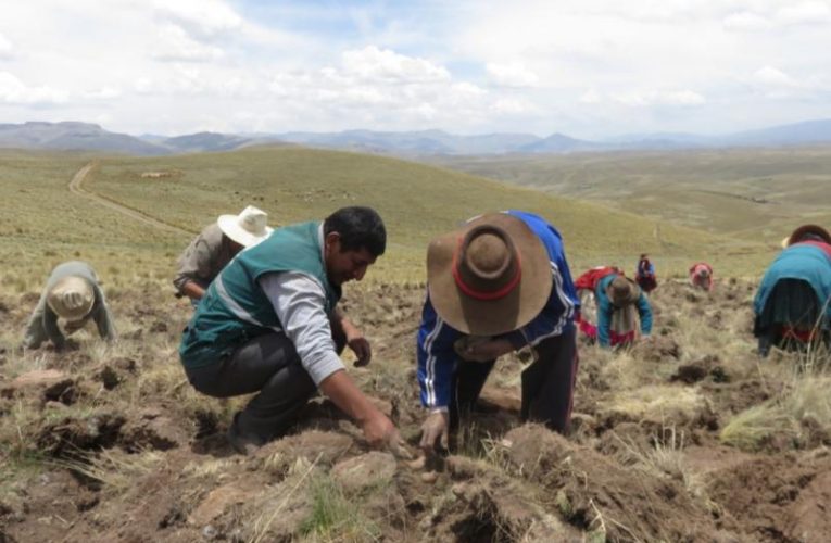 Aplicación de buenas prácticas otorga papas con alto valor para los consumidores peruanos