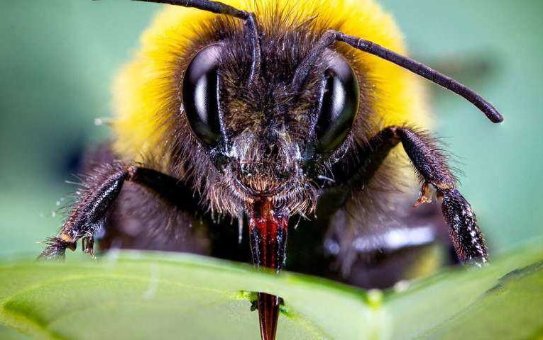 Los abejorres aceleran la floración perforando plantas