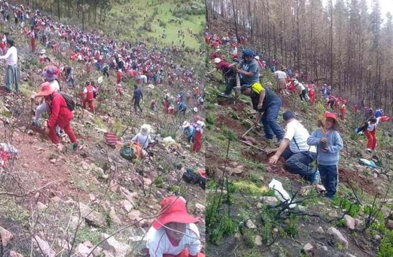 Escolares plantan 10 mil pinos en zonas afectadas por incendios