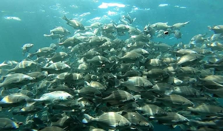 Produce adjudicará 1.000 proyectos de innovación en pesca y acuicultura a nivel nacional