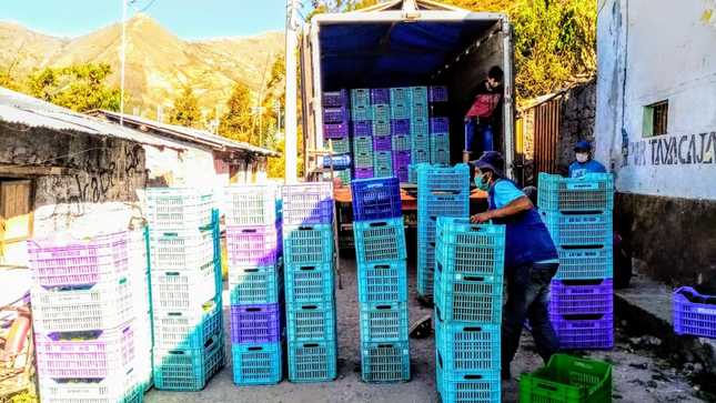 Huancavelica: Productores venden 12 toneladas de palta Hass