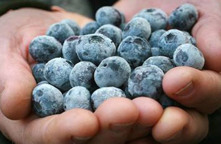 Perú se consagra como primer exportador mundial de arándanos