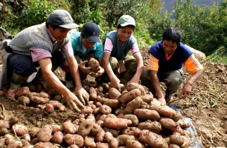 Precios en chacra se mantienen, mientras que intermediarios “hacen su agosto”