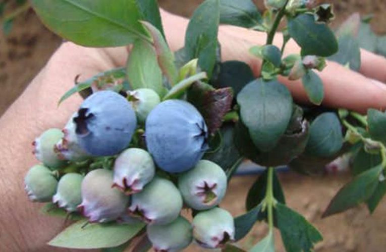 ¡Conoce la importancia del calcio en el cultivo de arándano!