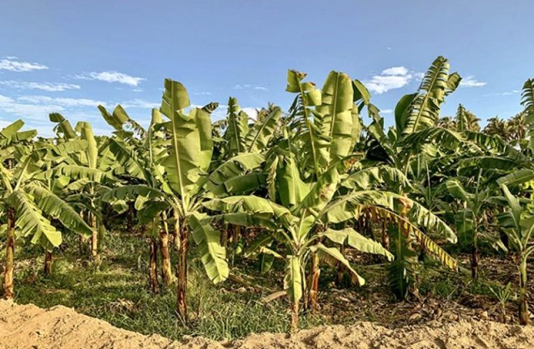 Investigadores peruanos buscan mejorar productividad del banano orgánico mediante el uso de tecnología