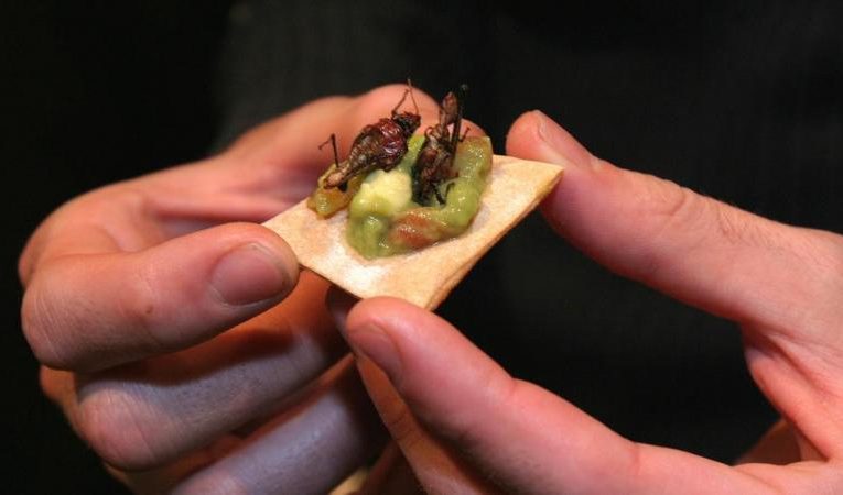 Para la FAO, los insectos son el alimento del futuro